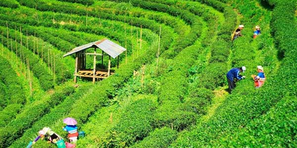 Darjeeling Tea Estate Tour