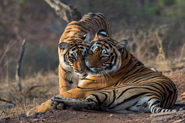 Same Day Jaipur to Ranthambore