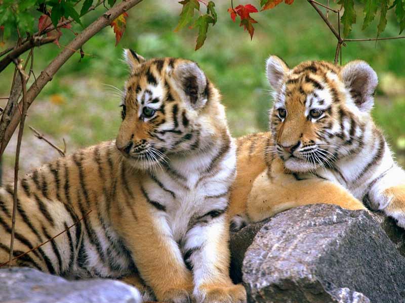  Wildlife Tours in India