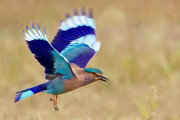 India Bird Watching Tours
