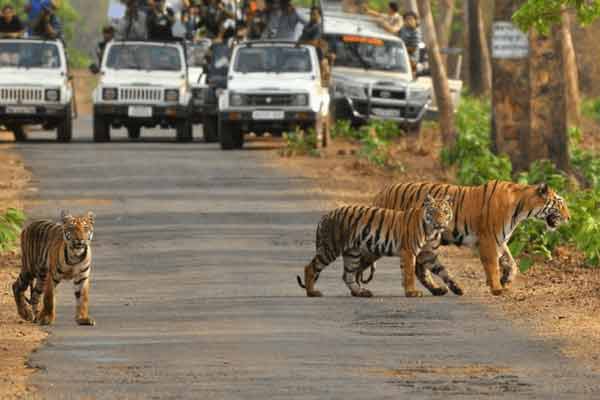 India Wildlife Tour Package