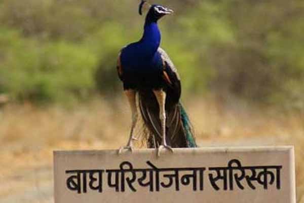 Delhi Sariska Same Day Tour